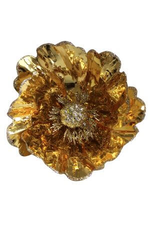 Zlatá leská magnólia na štipci 14cm