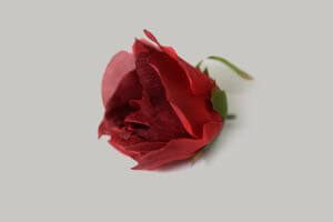 Červené hlavy ruží 12ks 8cm