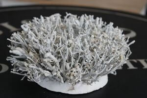 Biely koralový svietnik s kahancom 20cm