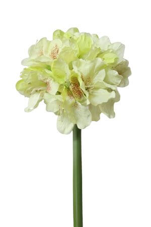 Halványzöld mű havasszépe (rhododendron) 100cm