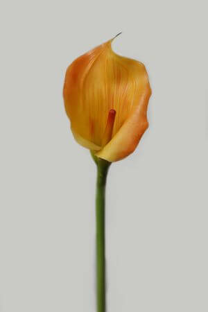 Narancssárga mű kála szárral 71cm