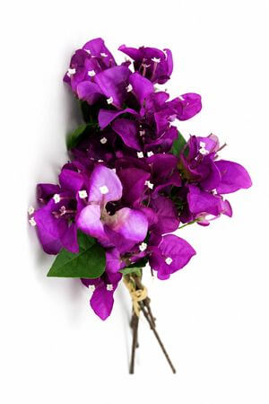 Lila mű murvafürt (bougainvillea) köteg 45 cm