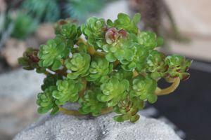 Zöld mű nedvdús betűzővel 10 x 14 cm