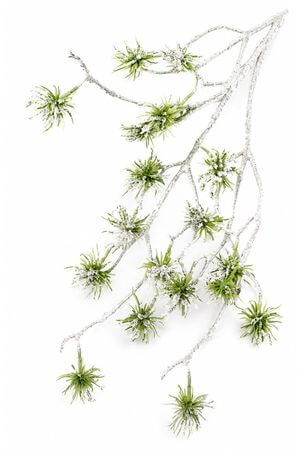 Zelená zasněžená haluz asclepias 98 cm