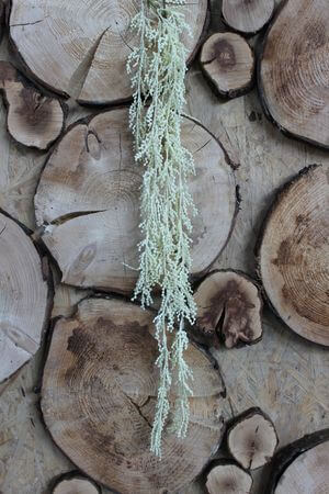 Krémszínű kúszó pálmavirág bogyókkal 70cm