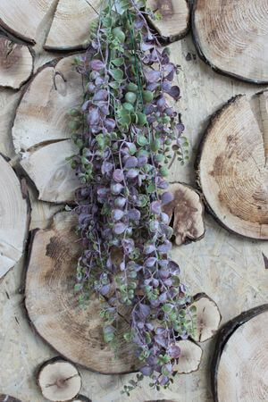 Zöldeslila mű aggófű (senecio) 80cm 