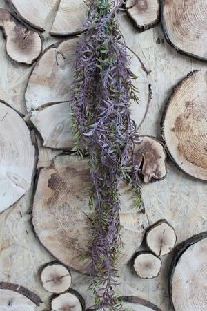 Zöldeslila mű futó aszparágusz 90cm 