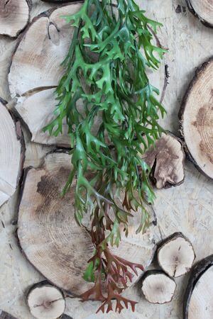 Zöld mű futó szarvasagancspáfrány 75cm 