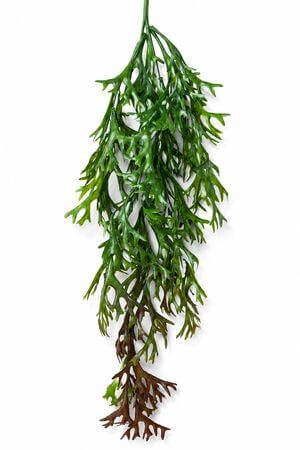 Zöld mű futó szarvasagancspáfrány 75cm 