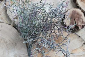 Zöldeslila mű aggófű (senecio) hajtás 40cm 