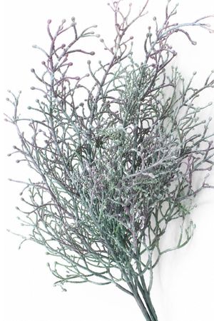 Zöldeslila mű aggófű (senecio) hajtás 40cm 