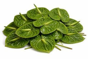 Mű flamingóvirág és egyéb