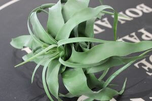 Zelená umelá tillandsia 18cm