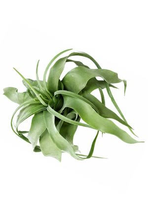 Zelená umelá tillandsia 18cm