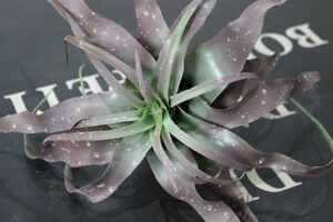 Zeleno tmavofialová umelá tillandsia 19cm