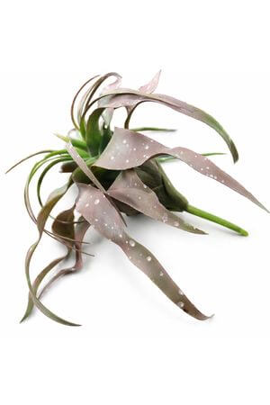 Zeleno tmavofialová umelá tillandsia 19cm