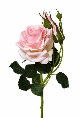 Ružová umelá ruža s pukmi 42cm