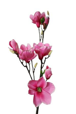 Cyklámenová umělá magnolie 104cm