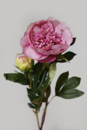 Růžová pivoňka na stopce 90cm