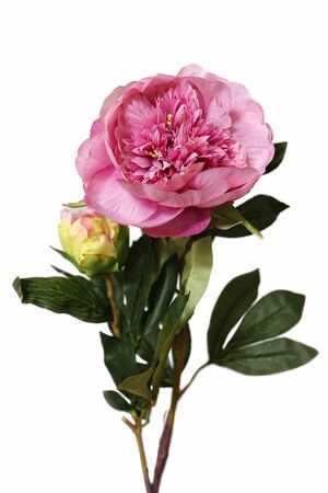 Ružová pivonka na stopke 90cm