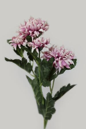 Rózsaszín-fehér rojtos krizantém 70cm