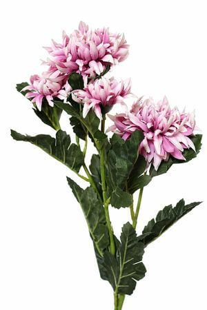 Ružovo biela trsová chryzantéma 70cm