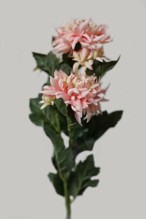 Barack színű rojtos krizantém 70cm