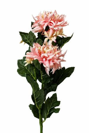 Marhuľová trsová chryzantéma 70cm