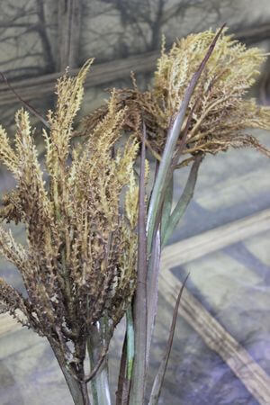 Zeleno hnědá polní tráva 120cm