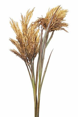 Zeleno hnědá polní tráva 120cm