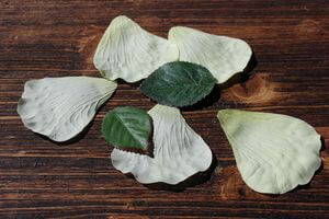 Bledožlté lupene ruže 5ks a 2 zelené listy