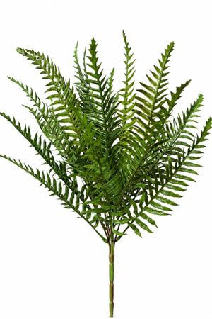 Tmavozelený nephrolepis 48cm