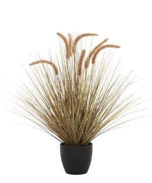 Barna mezei fű virágcserépben 68cm