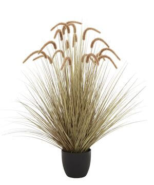 Magas barna mezei fű virágcserépben 120cm