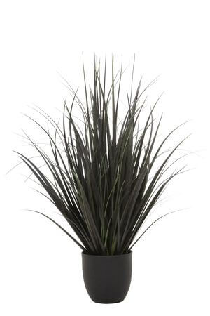 Fekete díszfű virágcserépben 75cm