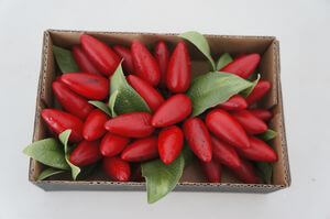 Červené dekoračné umelé čili papričky 36ks