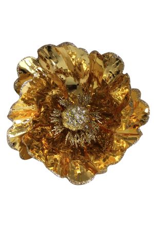 Zlatá leská magnólia na štipci 14cm