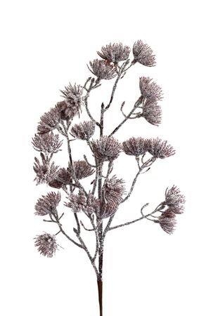 Barna havas ág 58cm