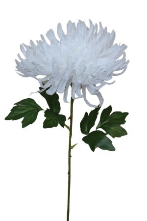 Fehér mű krizantém 65cm