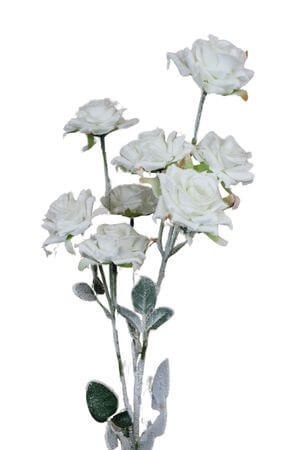 Fehér havas rózsa 70cm