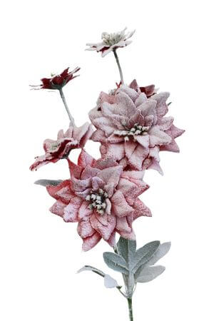 Havas piros mikulásvirág száron 70cm