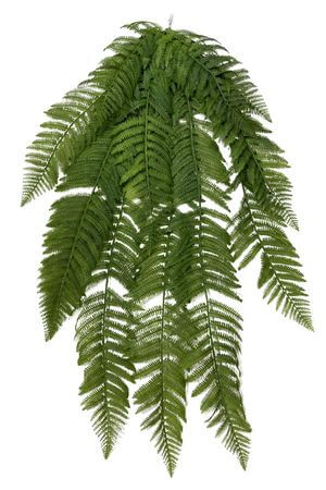 Zelená visiaca papraď 118cm