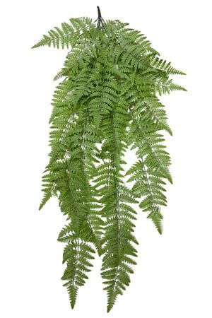 Bledozelená visiaca papraď 120cm