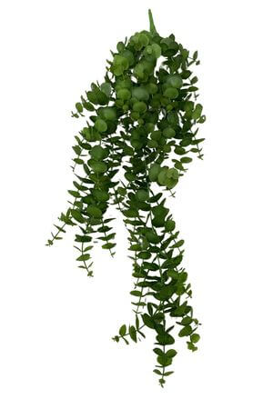 Zelený visící eukalypt 81cm