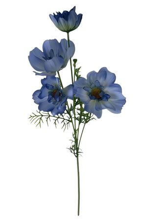 Modrý umelý cosmos 80cm