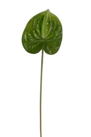 Zelená umelá antúria 60cm