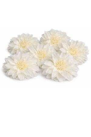 Biele hlavičky dálií 6ks 14cm