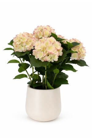 Rózsaszínű műhortenzia kaspóban, 60 cm
