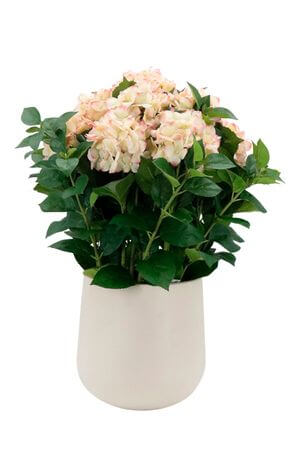 Rózsaszínű műhortenzia kaspóban, 75 cm
