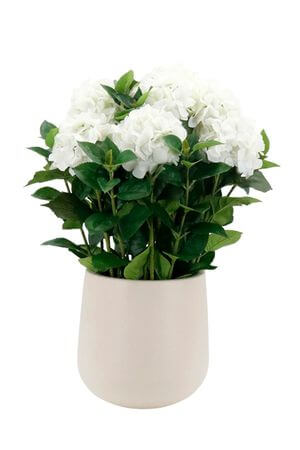 Fehér műhortenzia kaspóban, 75 cm
